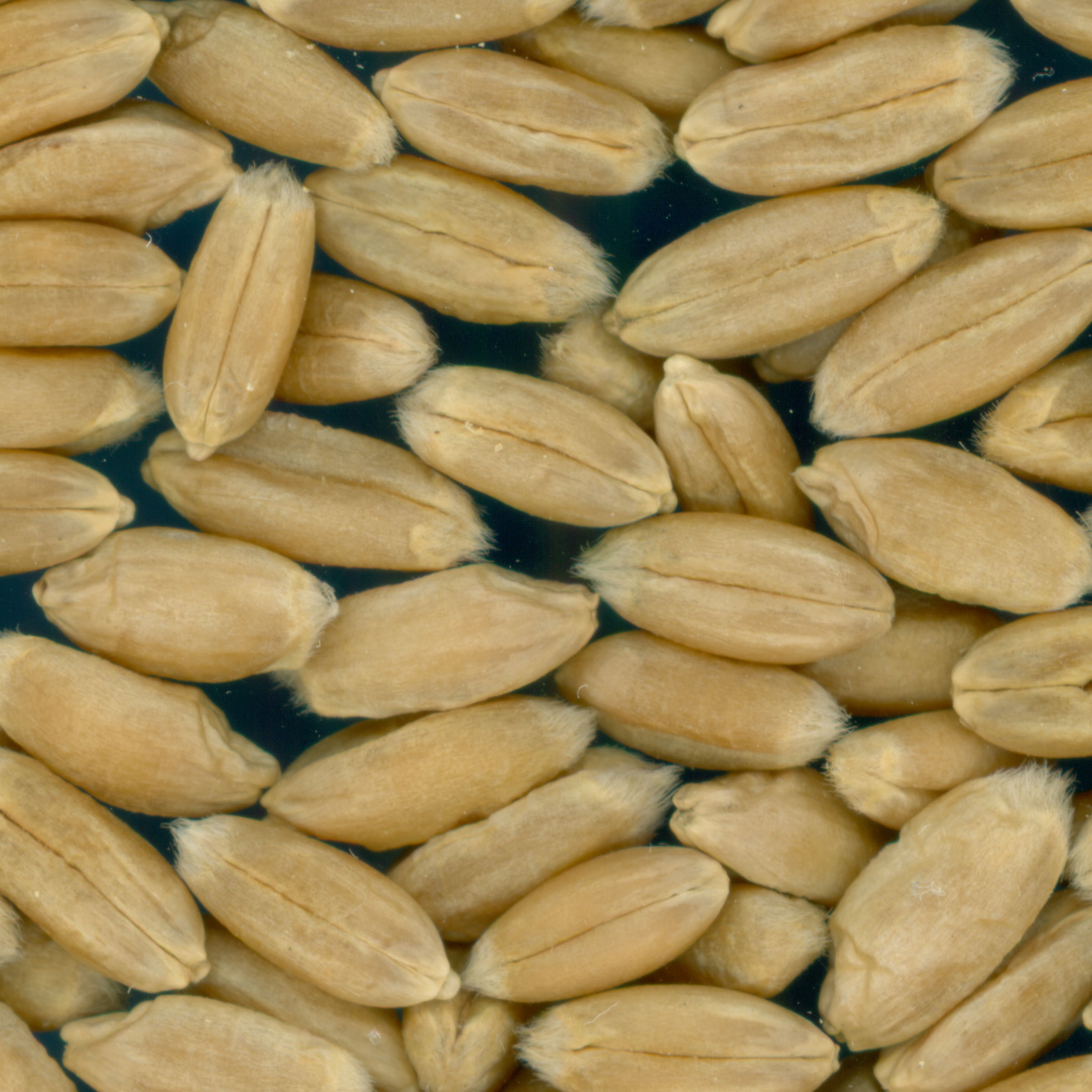 Click for 3 image(s) for this accession. KERNELS
